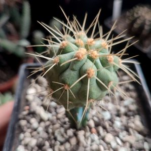 Copiapoa haseltoniana eremophila