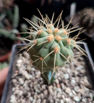 Copiapoa haseltoniana eremophila