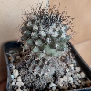 Сopiapoa tenuissima