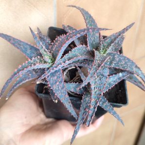 Aloe