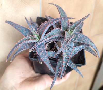 Aloe