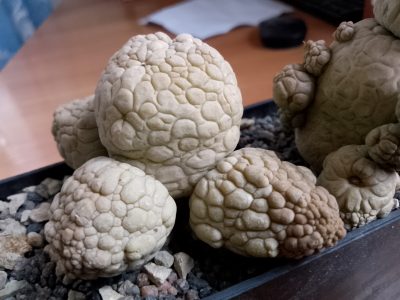 (Копія)Pseudolithos - Зображення 3