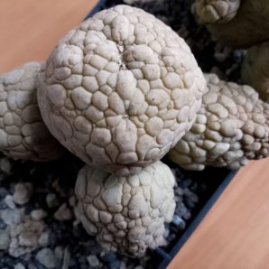 (Копія)Pseudolithos