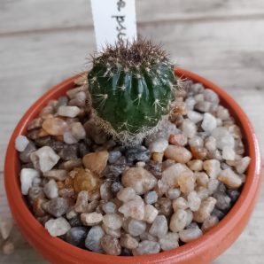 Uebelmania pectinifera