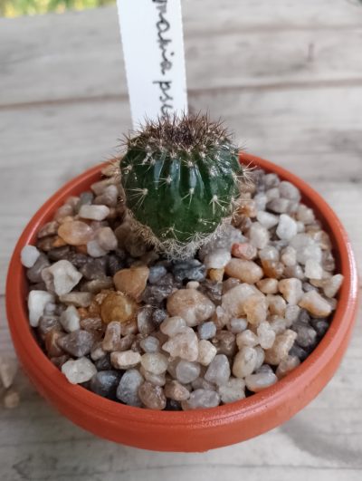 Uebelmania pectinifera