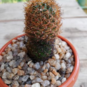 Sulcorebutia menesessii