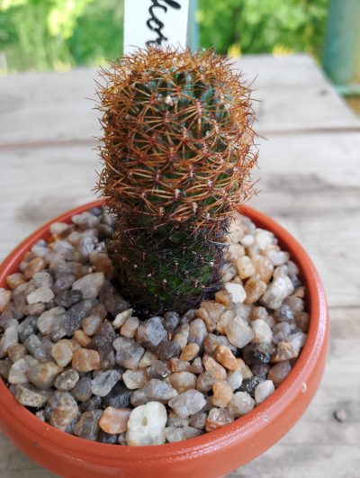 Sulcorebutia menesessii