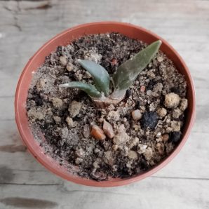 Ariocarpus retusus