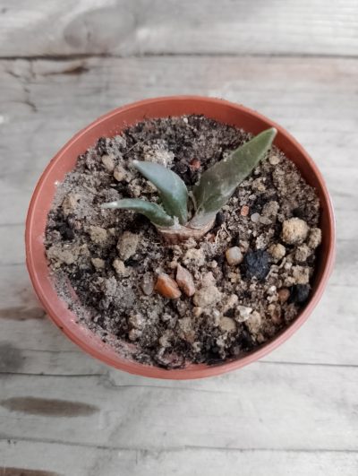 Ariocarpus retusus