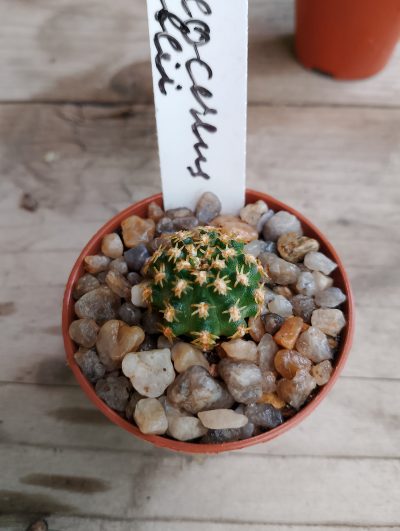 Pygmaeocereus bieblli