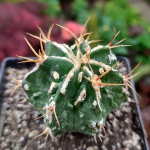 Astrophytum ornatum fukuryu