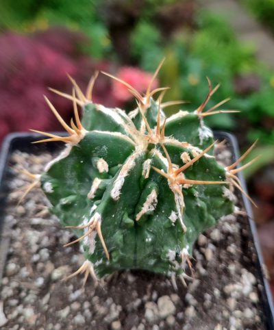 Astrophytum ornatum fukuryu