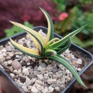 Haworthia radula variegated