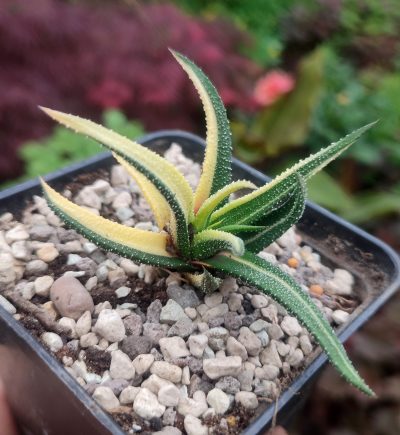 Haworthia radula variegated