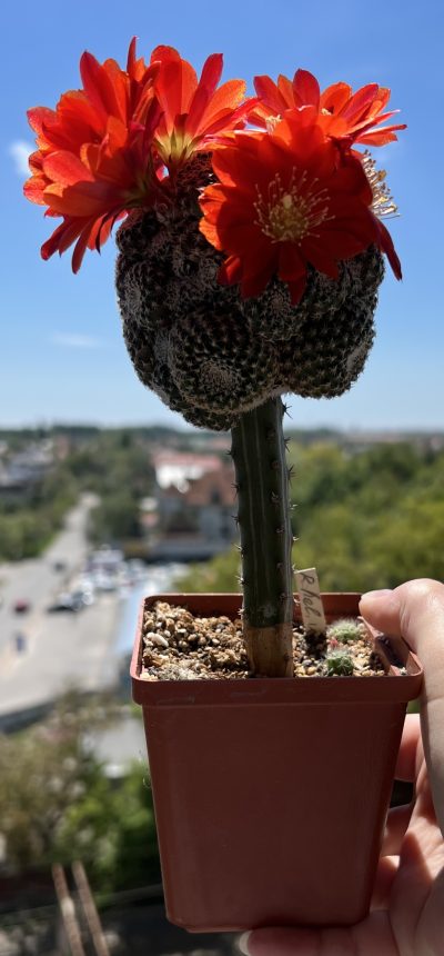 aylostera heliosa v. condorensis, ціна за весь кущик - Зображення 2