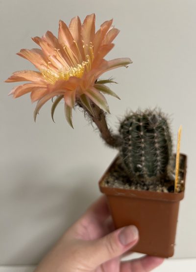 Echinopsis Ika - Salmon Pink (власний гібрид) - Зображення 2