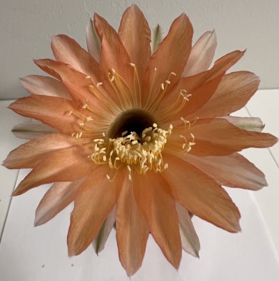 Echinopsis Ika - Salmon Pink (власний гібрид) - Зображення 5