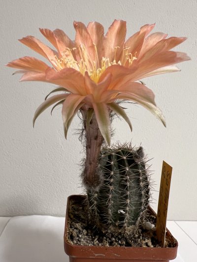 Echinopsis Ika - Salmon Pink (власний гібрид) - Зображення 3