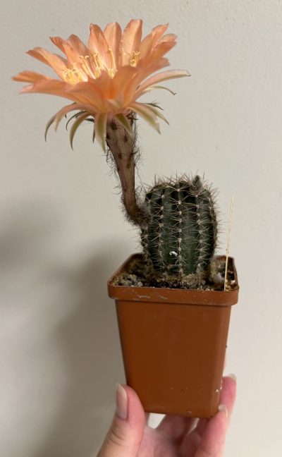 Echinopsis Ika - Salmon Pink (власний гібрид) - Зображення 4