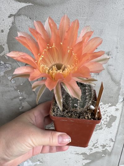 Echinopsis Ika - Salmon Pink (власний гібрид) - Зображення 7