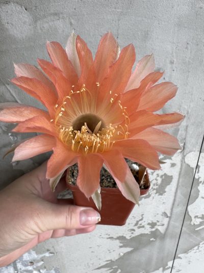 Echinopsis Ika - Salmon Pink (власний гібрид) - Зображення 6