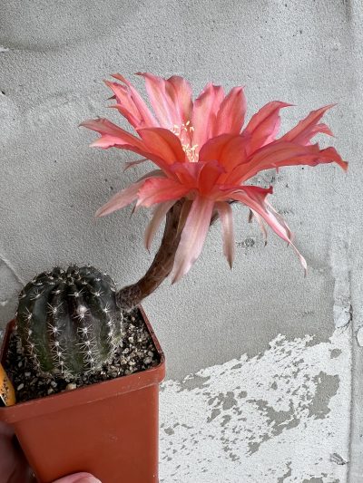 Echinopsis Ika - Coral Reef (власний гібрид) - Зображення 4