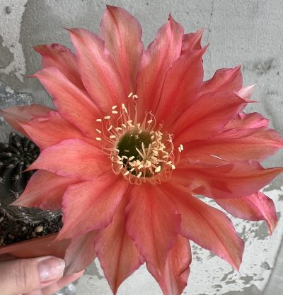 Echinopsis Ika - Coral Reef (власний гібрид) - Зображення 5