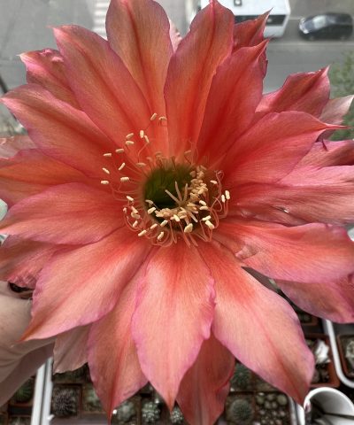 Echinopsis Ika - Coral Reef (власний гібрид) - Зображення 3