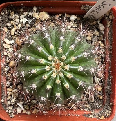 Echinopsis 221 Sansibar - Зображення 2