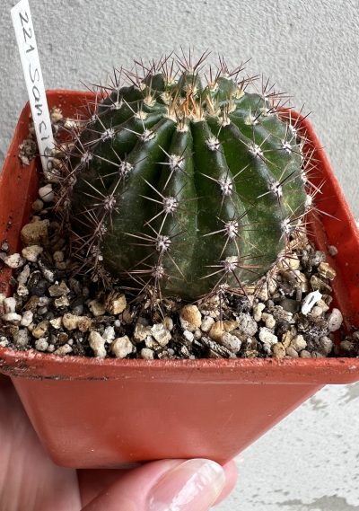 Echinopsis 221 Sansibar - Зображення 3