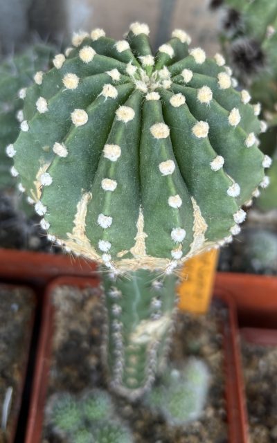 Echinopsis Ika - First Surprise (власний гібрид), щеплений - Зображення 2