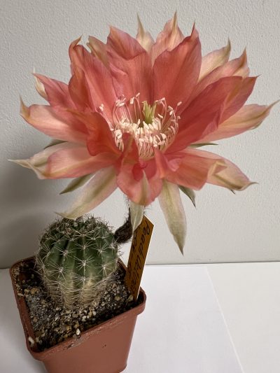 Echinopsis Ika - Peach Actinia (власний гібрид) - Зображення 4