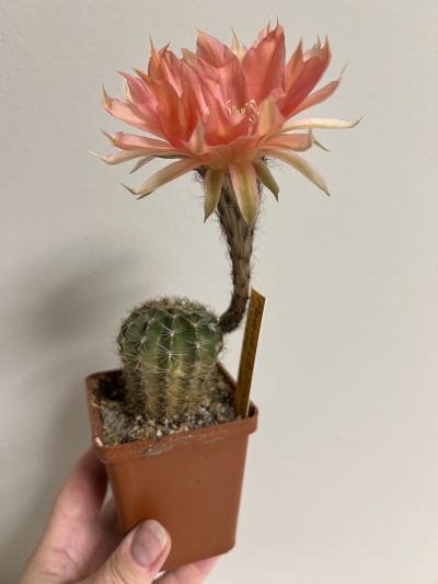 Echinopsis Ika - Peach Actinia (власний гібрид) - Зображення 3
