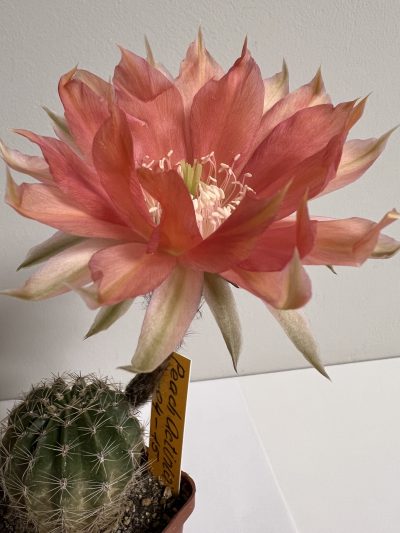 Echinopsis Ika - Peach Actinia (власний гібрид) - Зображення 2