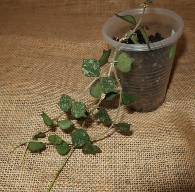 Hoya curtisii - Зображення 2