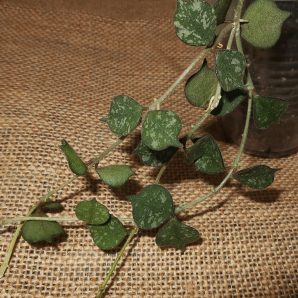 Hoya curtisii