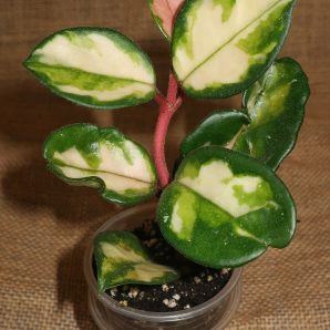 Hoya carnosa Tricolor