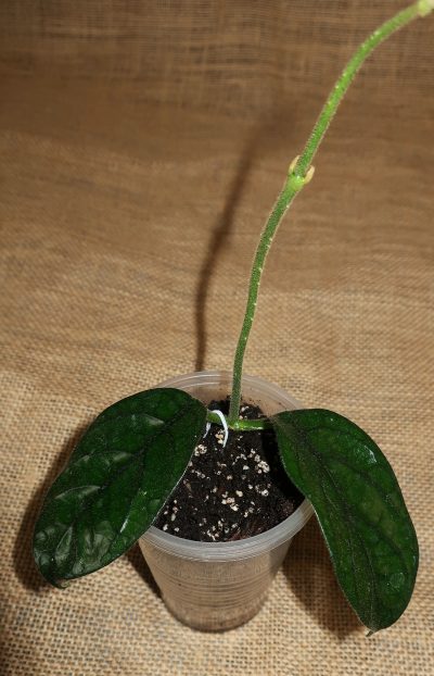 Hoya Villosa Cao Dang (Vietnam) - Зображення 2