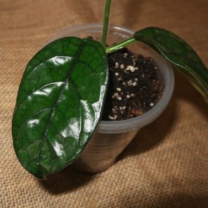 Hoya Villosa Cao Dang (Vietnam)