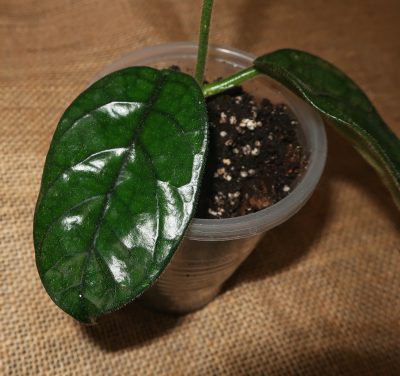 Hoya Villosa Cao Dang (Vietnam)