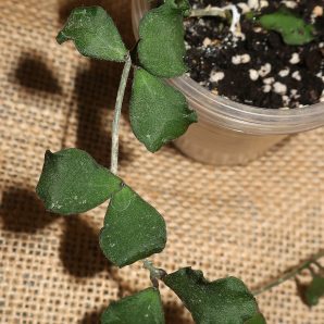 Hoya kanyakumariana