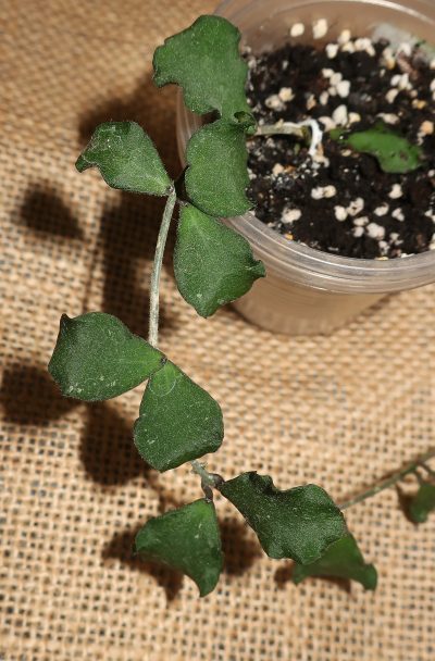 Hoya kanyakumariana