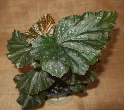 Begonia Irene Nuss - Зображення 2