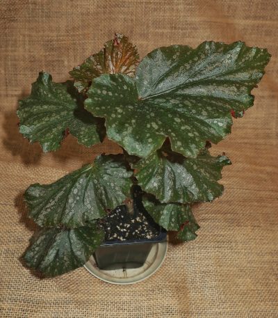 Begonia Irene Nuss