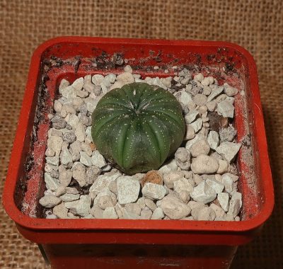 Astrophytum asterias cv. Akabana - Зображення 2