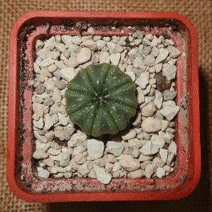 Astrophytum asterias cv. Akabana