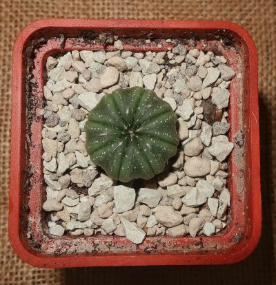 Astrophytum asterias cv. Akabana