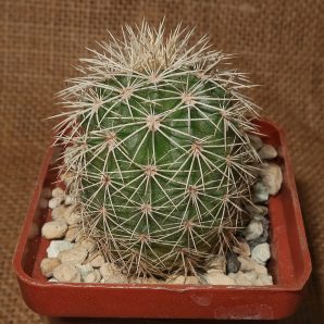 Echinocereus dasyacanthus AG 16 (Alamogordo,NM)