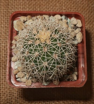 Echinocereus dasyacanthus AG 16 (Alamogordo,NM) - Зображення 2