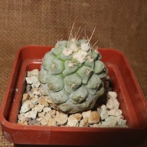 Strombocactus disciformis
